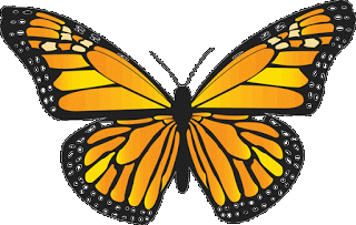 Butterfly_pic.gif